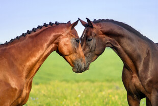 两匹马亲昵依偎在绿野