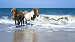 海边漫步的两匹马