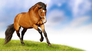 草原上奔腾的棕色骏马