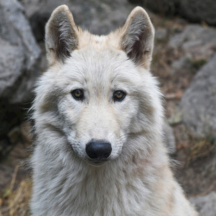 野狼