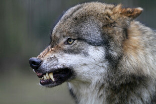 野狼