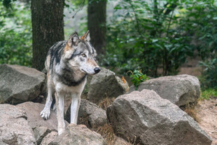 野狼