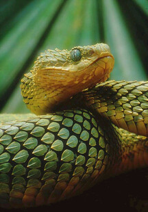 盘绕的斑斓毒蛇