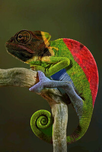 树枝上的多彩变色龙