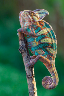 多彩变色龙栖息于树枝上