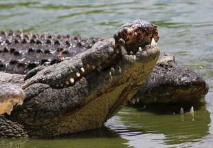 水中鳄鱼张嘴展现锋利牙齿