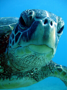 海洋中的绿海龟特写