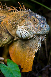 橙黄色鬣蜥特写