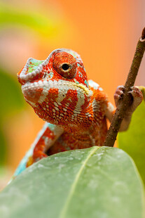 多彩变色龙栖息绿叶间