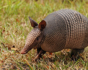 草地上的犰狳