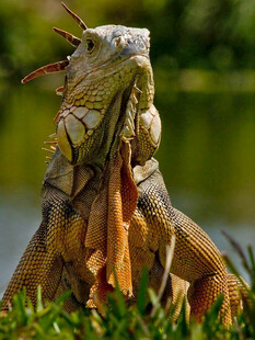 蜥蜴特写自然中的独特生灵