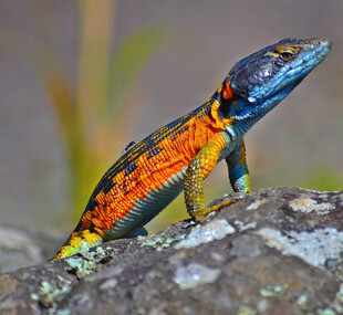 多彩蜥蜴栖息于岩石上