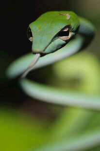 翠绿蛇盘绕枝头