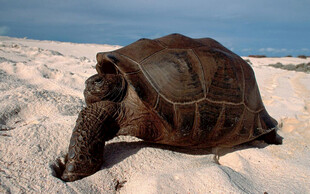 沙漠中的孤独大乌龟
