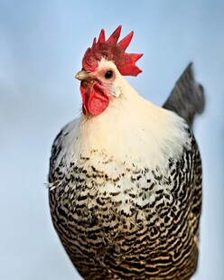 黑白花公鸡特写