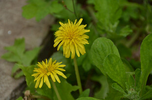 两朵绽放的黄色蒲公英