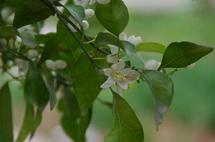 绿叶间的白色柑橘花 柚子花小花