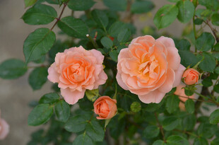 两朵柔美盛开的浅粉玫瑰