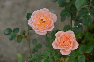 两朵柔美橙色月季花