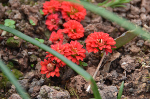 红色小花绽放于泥土间