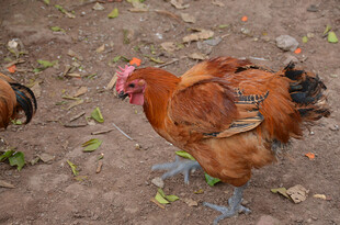 庭院中觅食的漂亮公鸡