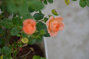 两朵娇艳的橙色月季花