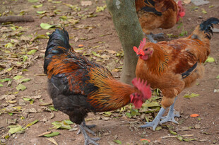 树下觅食的多彩鸡群