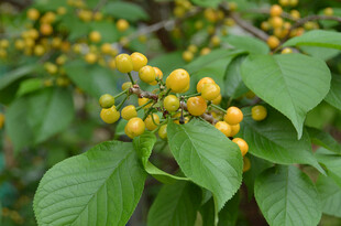 枝头黄果绿叶相衬