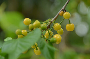 枝头黄果伴绿叶