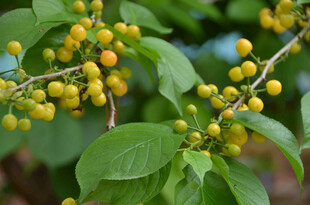 枝头黄果绿叶相伴