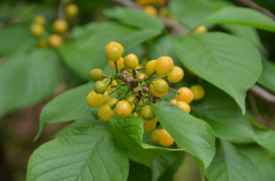 绿叶间的黄色樱桃浆果