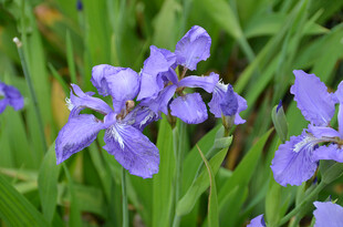 紫色鸢尾花绽放于绿草间