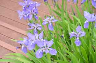 紫色鸢尾花绽放于木旁