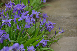 紫色鸢尾花绽放于小径旁