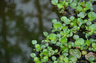 水边嫩绿植物特写