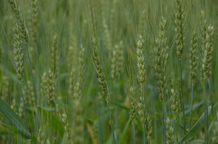 绿色麦田 生机盎然