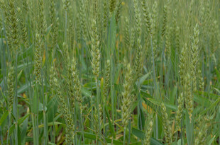 绿色麦田 生机盎然