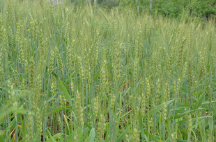 绿色繁茂的田野庄稼