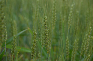 绿色麦田中的麦穗特写
