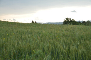 广袤麦田 绿意盎然