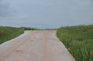 乡间土路 绿意相伴