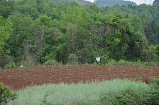 山林间的农田景观