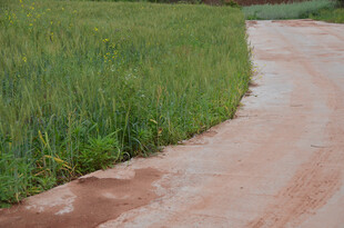乡间土路旁的翠绿田野