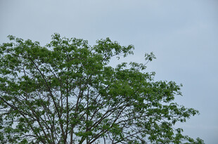 枝头新绿 展现盎然生机