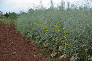 农田中生长的绿色植物