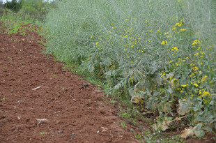 农田边的黄色小花与绿植