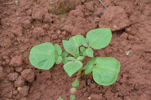 破土而出的嫩绿幼苗