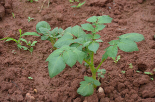 番茄幼苗扎根于肥沃土壤