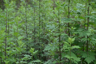 茂密的绿色植物景观