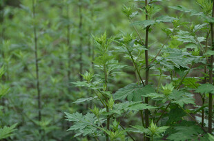 茂密绿植景观